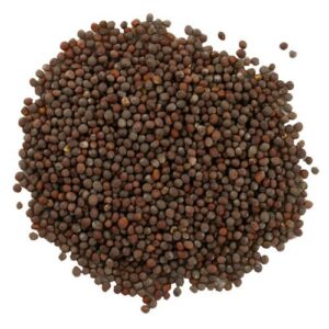 BHS MUSTARD BIG